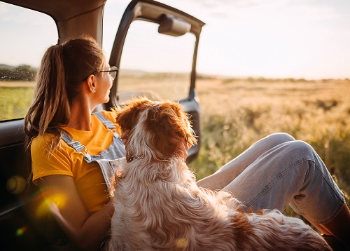 Chien en voiture avec passager