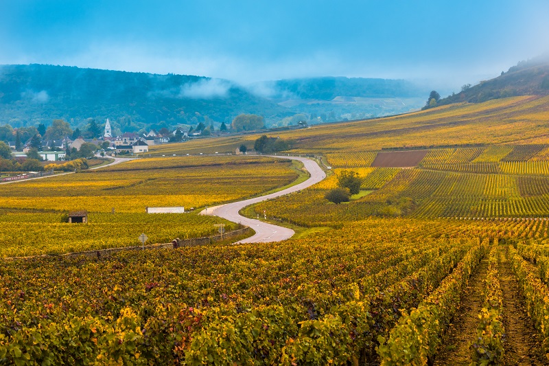Route dans le vignoble à l'automne