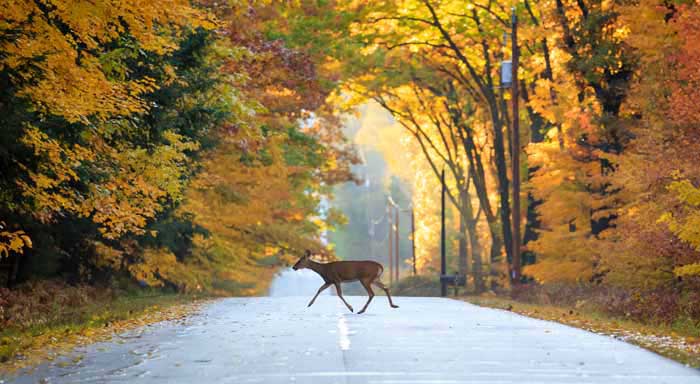 Animal sauvage sur route automne