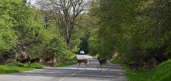 Routes : attention aux sangliers ! 