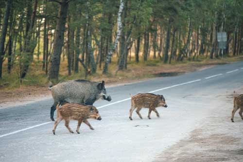 Sanglier sur route