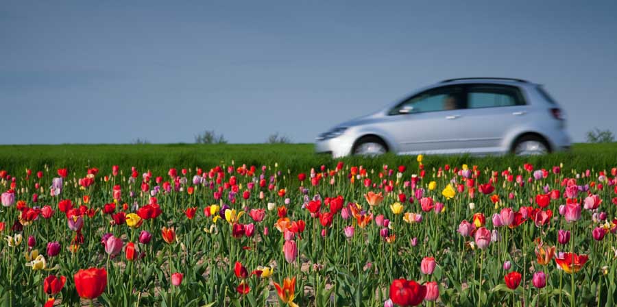 Route bordée de fleurs