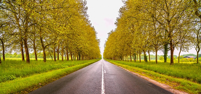 Alignement d'arbres 