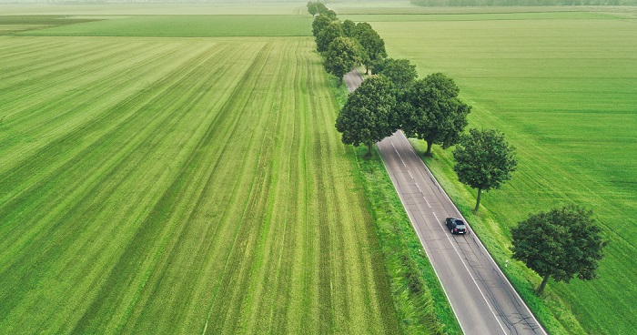 arbres en bordure de route 