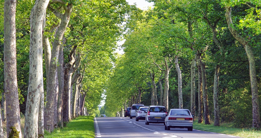 Route entre les arbres