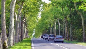 arbres en bord de route
